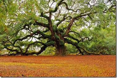 tree,beautiful,nature,usa,natureza,plantas-d2f51b382ccdf98952e1b13c22764c3c_h[1] Angel Oak, South Carolina, by MarkRegs