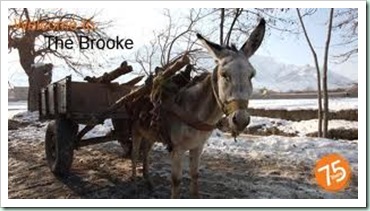 brooke donkey