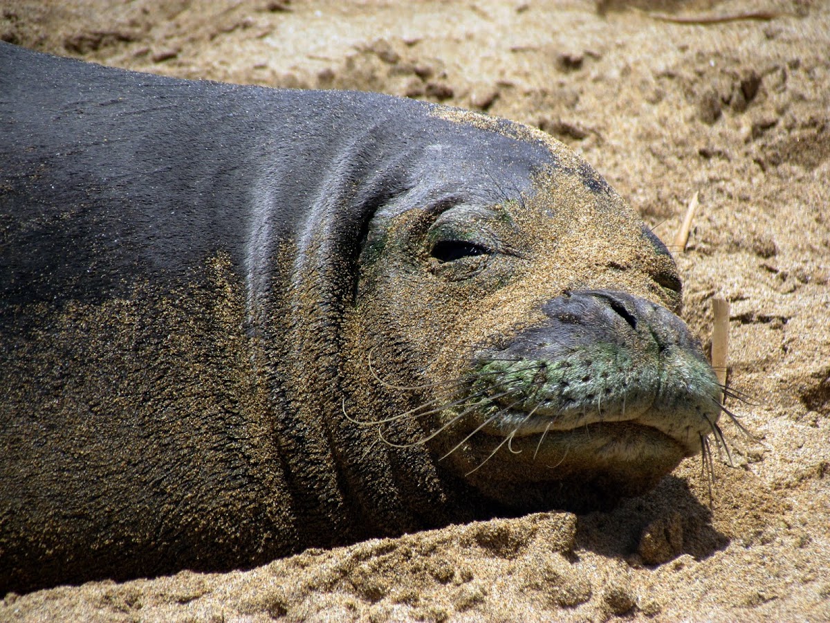 Monk Seal   (Endangered)
