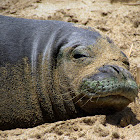 Monk Seal   (Endangered)