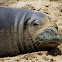 Monk Seal   (Endangered)