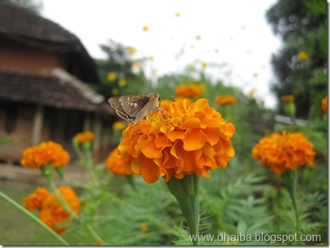 Flower--Udayapur'67