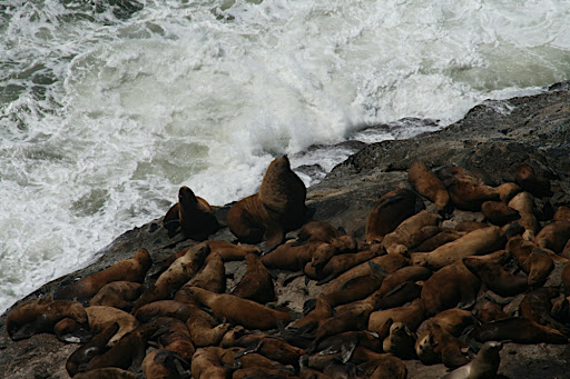 Near Sea Lion Caves. gt7275a. Oregon