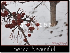 Berry Beautiful CP