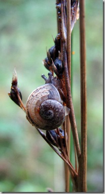 20081104 BHW Cpt 3ca snail on Juncus inflexus