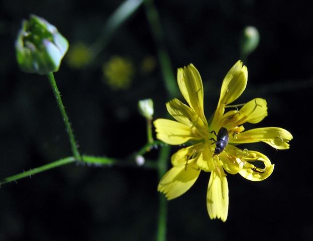[20090703 KWR nipplewort & pollen beetle[3].jpg]