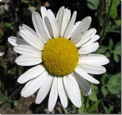 20100614 Killingan ox-eye daisies 028