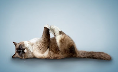 [yoga-cats-0[6].jpg]
