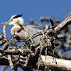 great blue heron fledglings