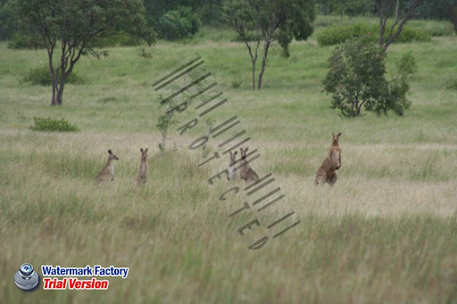 Rockhampton Flood Pictures. is the rockhampton flood