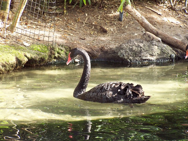 [Black Swan[2].jpg]