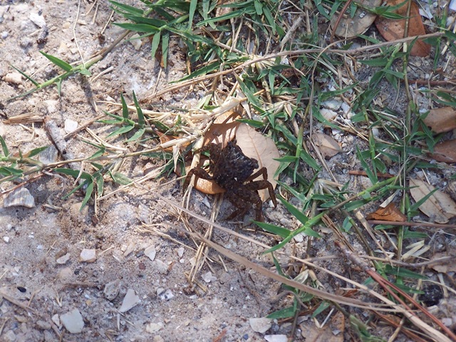 [Crab near the Salt Marsh[2].jpg]