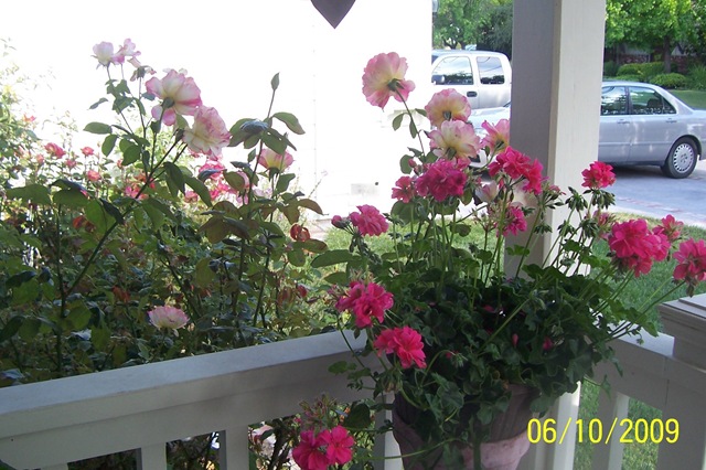 [front porch flowers[3].jpg]