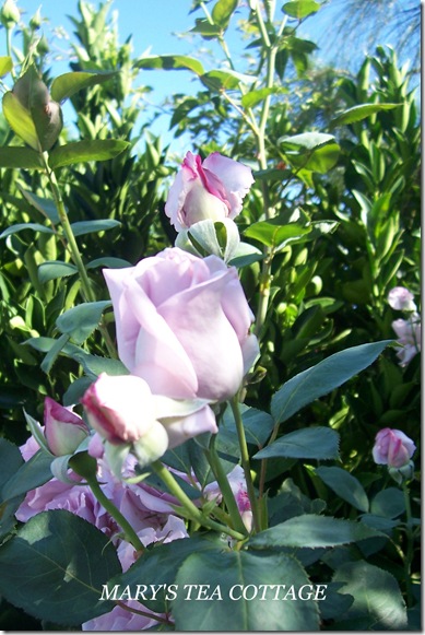 single lavender rose
