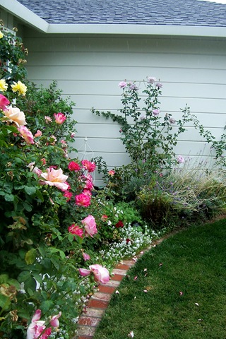 [front yard roses[4].jpg]