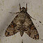 Florestan sphinx moth