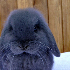 [無料ダウンロード！ √] ��さぎ 壁紙 スマホ 248350-う���ぎ 壁紙 スマホ 無料