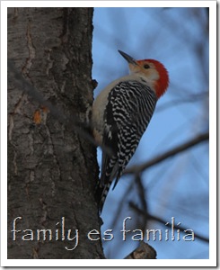 Red-Bellied-Woodpecker-Feb-15-2007-1