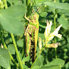European Migratory Locust