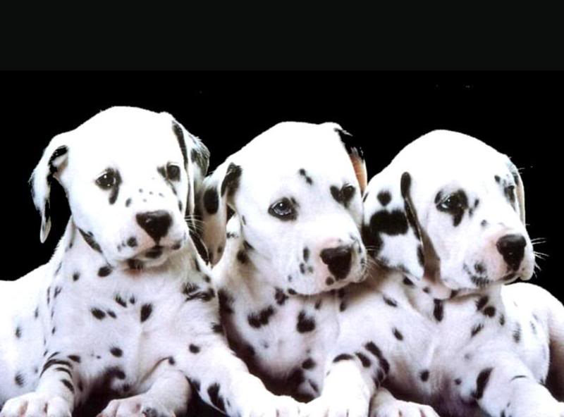 dalmations2.jpg