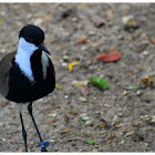 The Spur-winged Lapwing or Spur-winged Plover