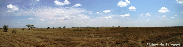 [Panorama Serengeti[9].jpg]