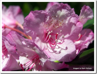 rhododendron-15