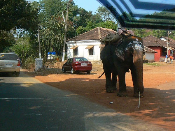 Obiective turistice India Goa: ne intersectam cu elefantul Anjuna