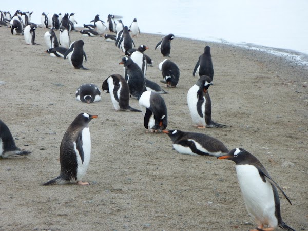 Imagini Antarctica: pinguini.JPG