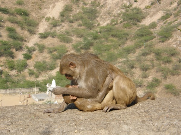 Obiective turistice India: maimute in Jaipur