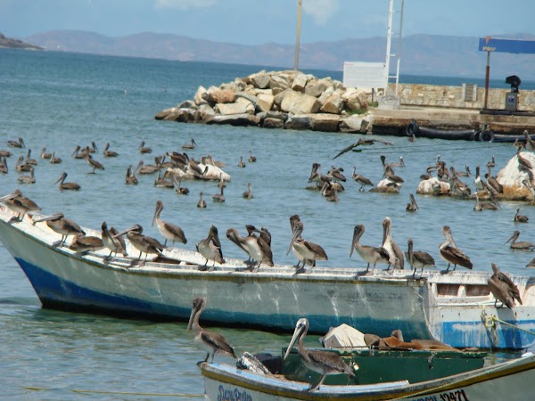 Obiective turistice Venezuela: pelicani isla margarita.JPG