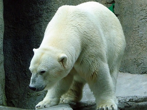 list of major  species bears_www.wonders-world.com_1205