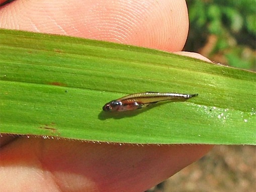 List-smallest-animals-in-the-World_www.wonders-world.com_16_thumb.jpg