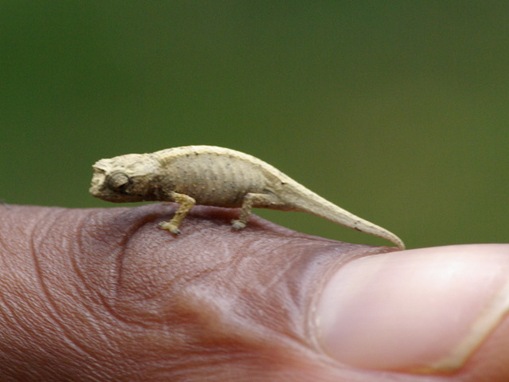 List-smallest-animals-in-the-World_www.wonders-world.com_1b_thumb.jpg