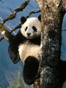 Best 10 Most Endangered Species on Earth
