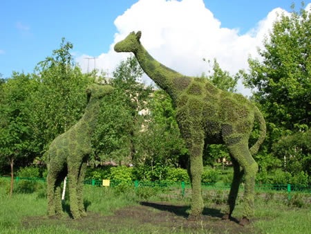 a96735_giraffe-grass