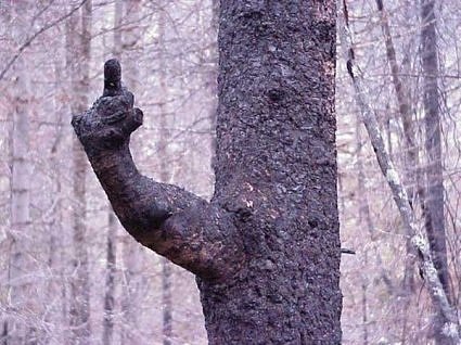 The Finger Tree