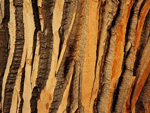 Cottonwood Tree Bark