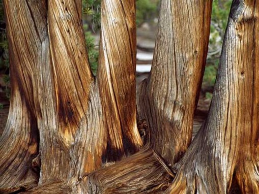 Whitebark Pine Trunks