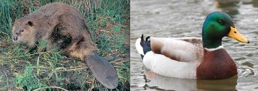 Duck + Beaver 
