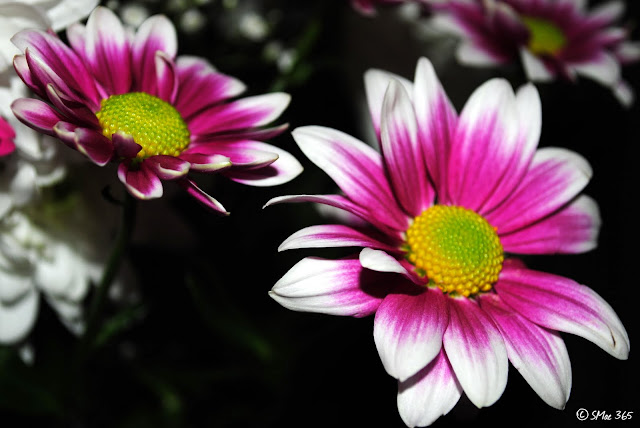 NIKON D3000 1/160s Focal Length: 38.0mm f/5.0 ISO: 100