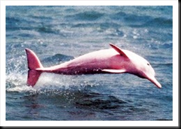 delfin-rosa
