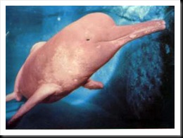 delfin-del-amazonas