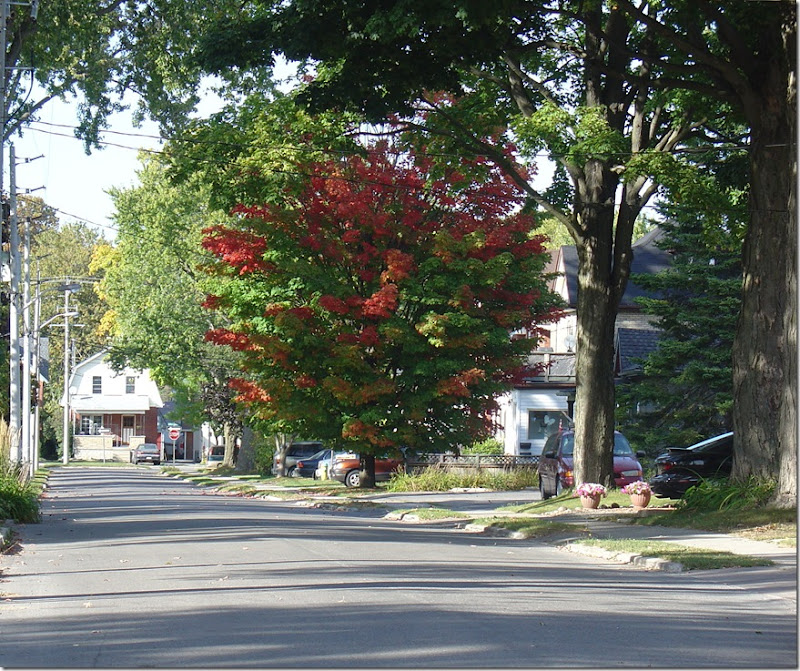 Fall Colours in Stratford