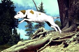 [Dog Leaping On Trail[6].jpg]