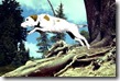 Dog Leaping On Trail