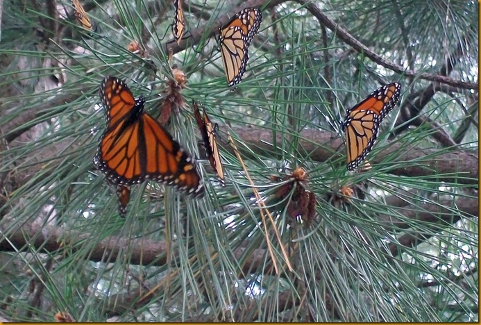 monarchs closeup