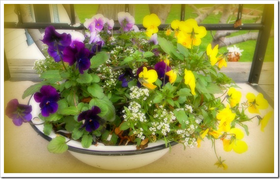 porch flowers 012a