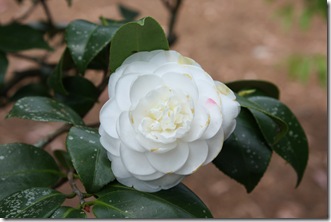 Camellia White 2