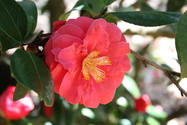 [Camellia Pink 6[3].jpg]